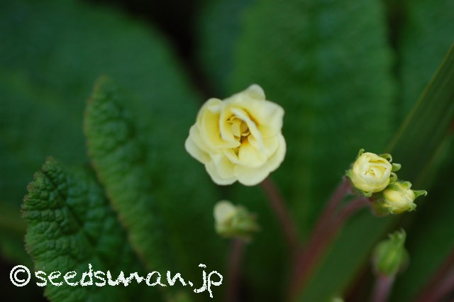 primula_Doubleprimroses_Y_20150406_3