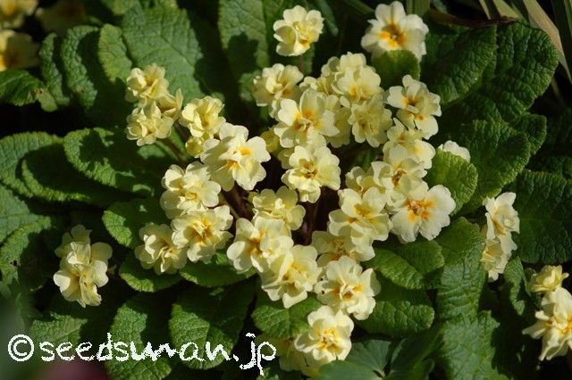 primula_Doubleprimroses_Y_20150418
