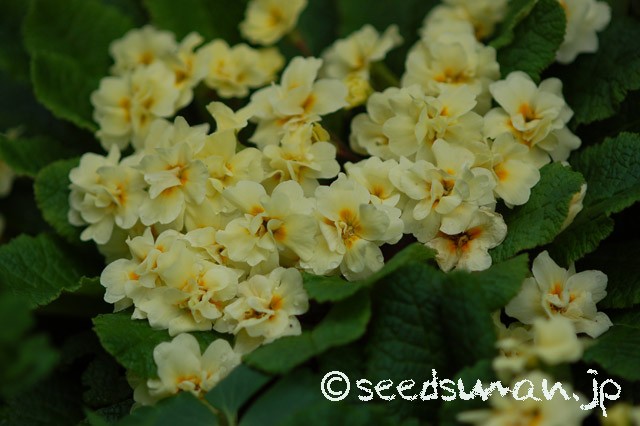 primula_Doubleprimroses_Y_20150420