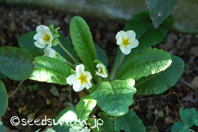 primula_JackintheGreen_Y_20150402
