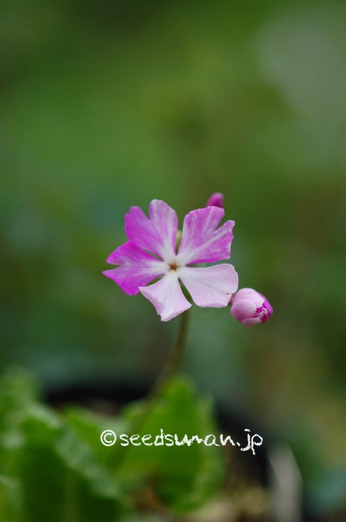 primula_sieboldii_7-Kenjin_20150420