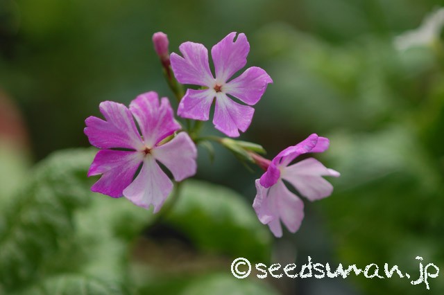 primula_sieboldii_7-Kenjin_20150423