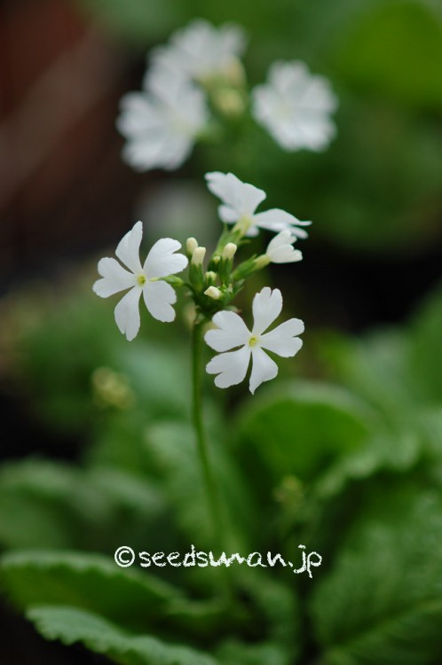 primula_sieboldii_TajimaShiro_20150420