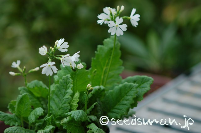 primula_sieboldii_TajimaShiro_20150421