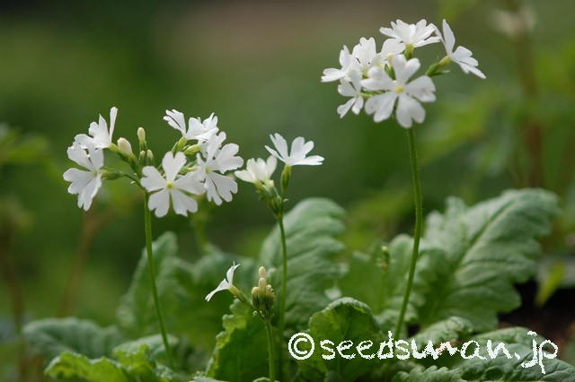 primula_sieboldii_TajimaShiro_20150423