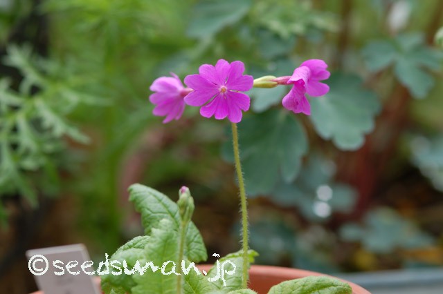 primula_sieboldii_Tamasango_20150423