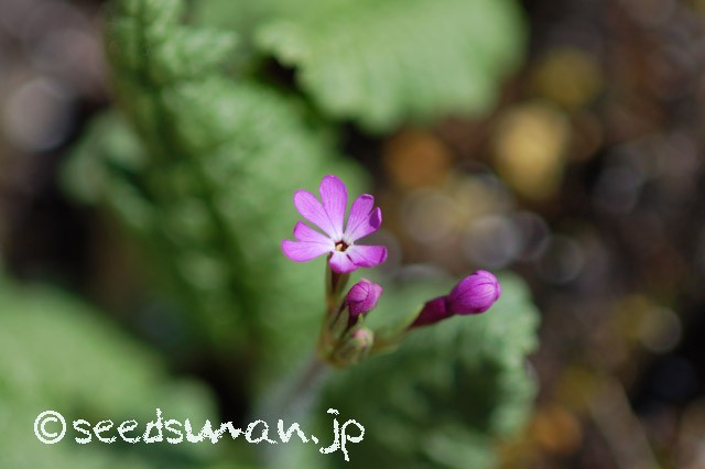 primula_sieboldii_Yatsugatake_20150402