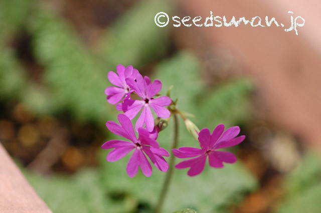 primula_sieboldii_Yatsugatake_20150406