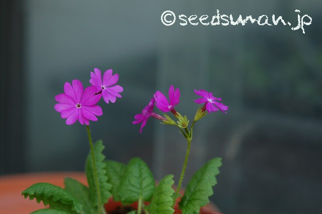 primula_sieboldii_Yatsugatake_20150428