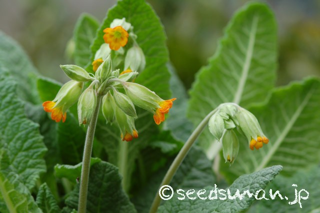 primula_urumiensis_20150404