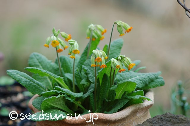 primula_urumiensis_20150406