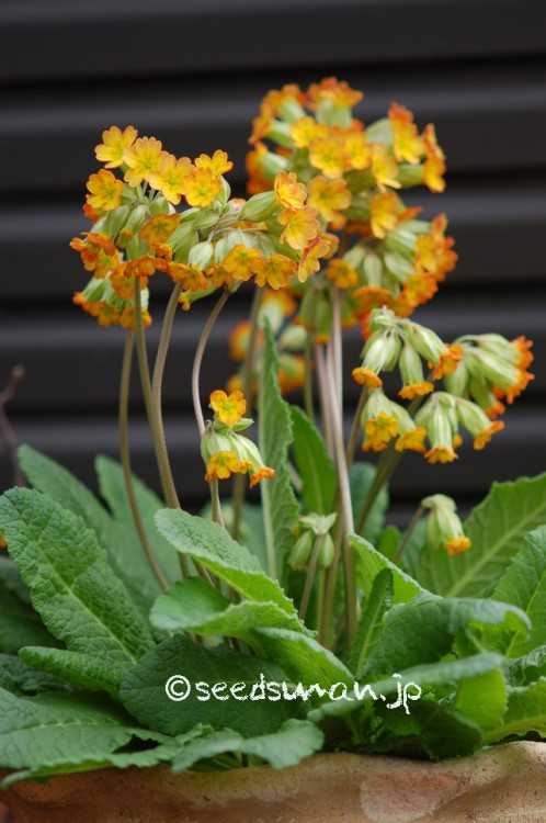 primula_urumiensis_20150419