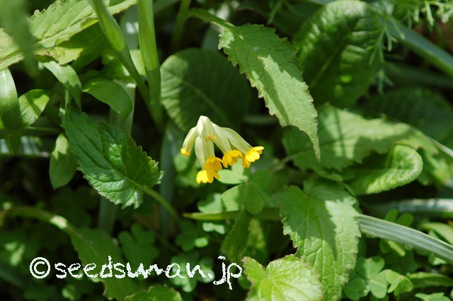 primula_veris_20150409