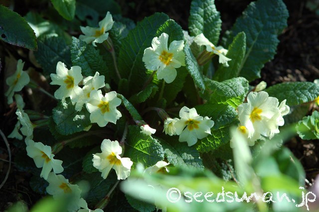 primula_vulgaris_OsieredAmber_20150402