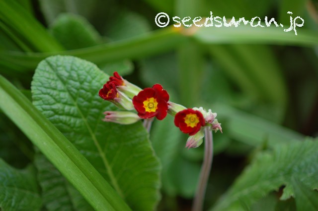 primula_x_polyantha_SpiceShade_20150406