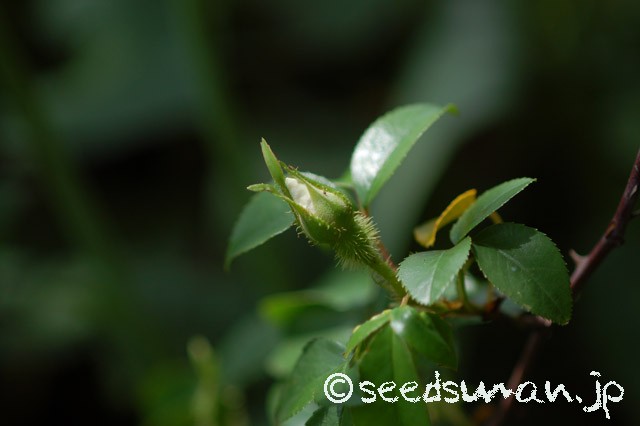 rosa_laevigata_20150430