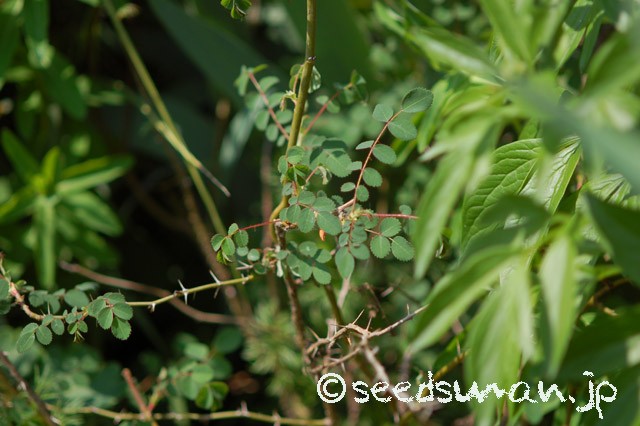 rosa_moyesii_20150428