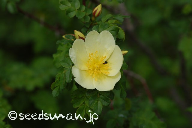 rosa_primula_20150422