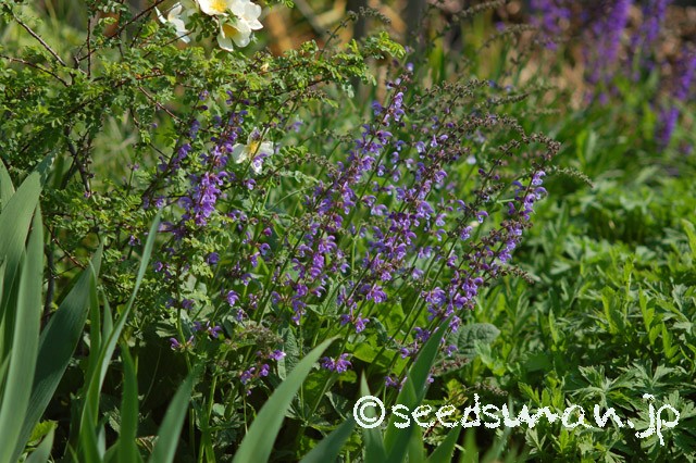 salvia_pratensis_hyb_20150426