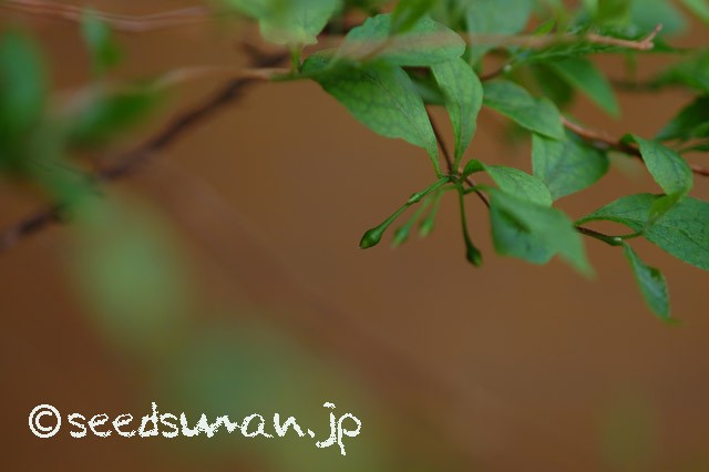 styrax_japonica_f_rubicalyx_20150423
