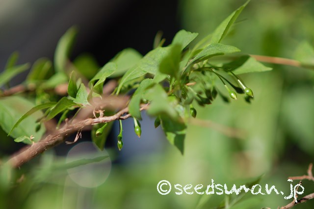 styrax_japonica_f_rubicalyx_20150426