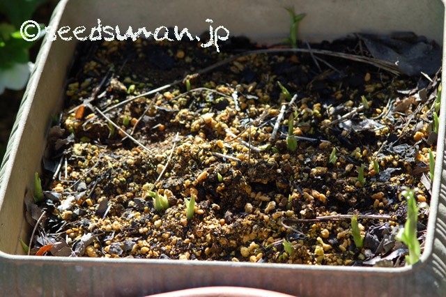 tricyrtis_macranthopsis_20150402
