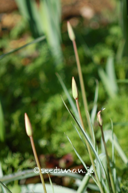 tulipa_culsiana_LadyJane_20150402