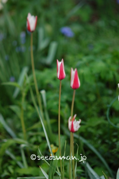 tulipa_culsiana_LadyJane_20150406