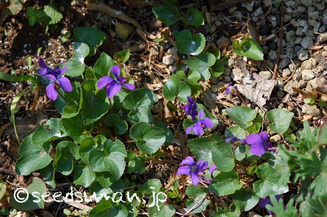 viola_odorata_20150406