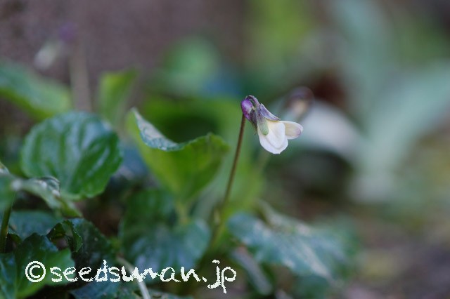 viola_sororaria_FamecheckApricot_20150402