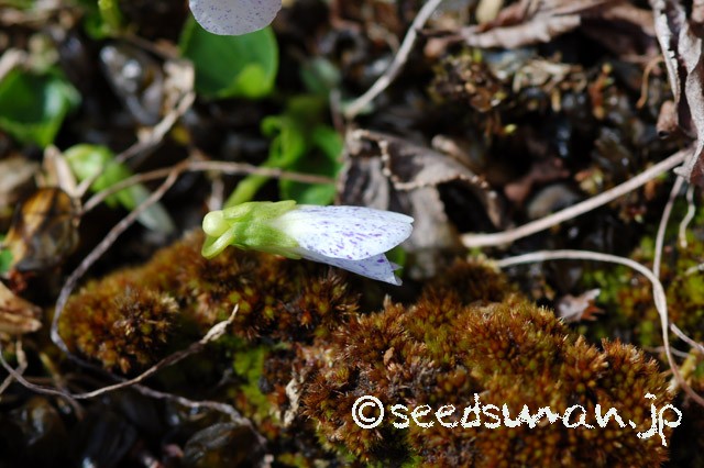 viola_sororia_Freckles_20150409