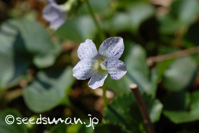 viola_sororia_Freckles_20150416_1