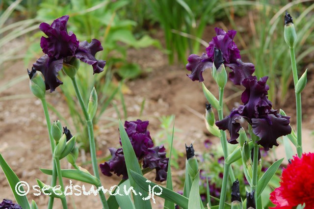 Iris_hyb_HelloDarkness_20150508_1