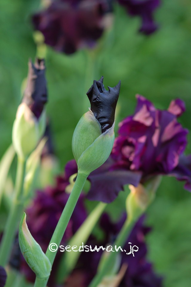 Iris_hyb_HelloDarkness_20150508_2