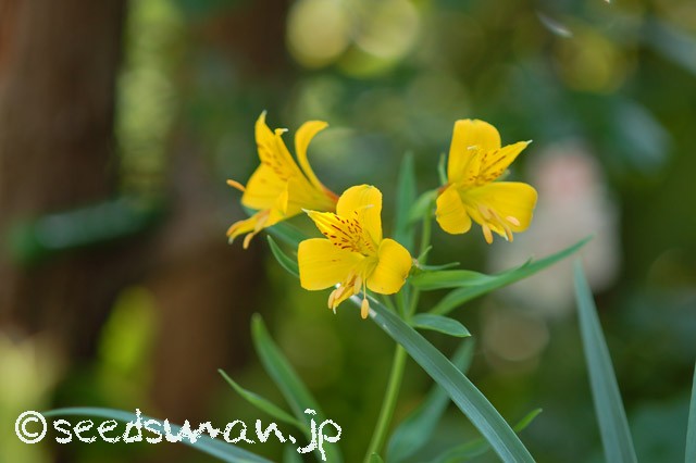 alstroemeria_aurea_20150531