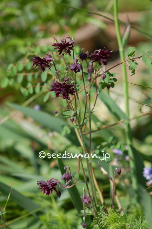 aquilegia_BlackBarlow_20150503