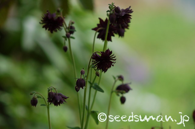 aquilegia_BlackBarlow_20150505