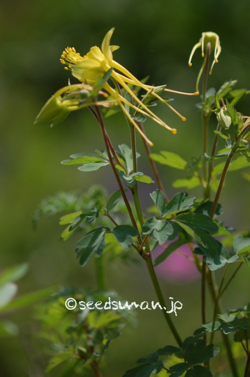 aquilegia_caerulea_20150502