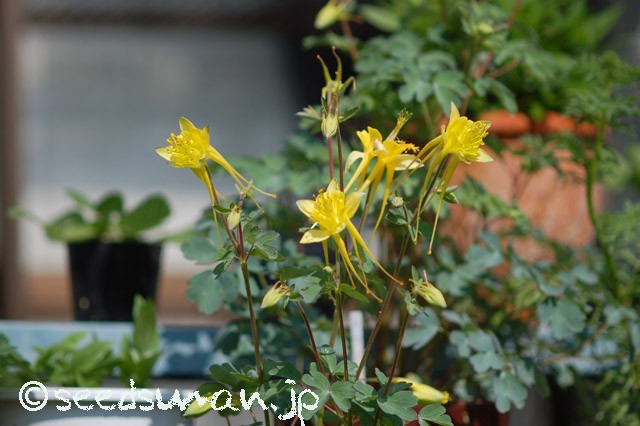aquilegia_longissima_20150502