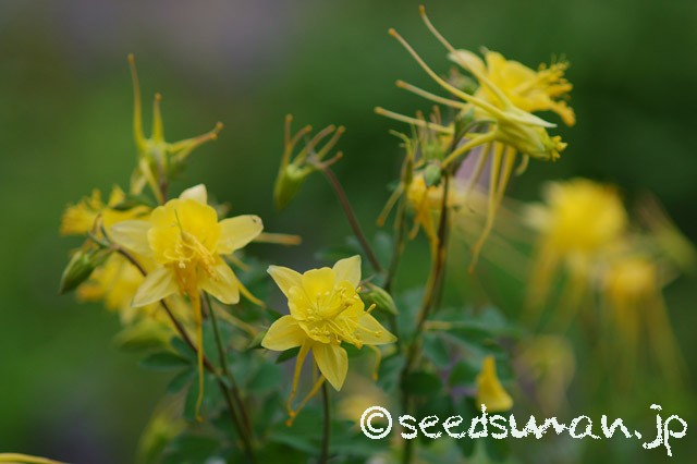aquilegia_longissima_20150507