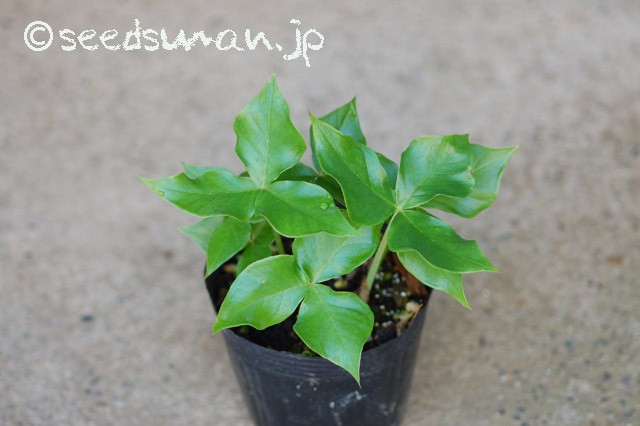arisaema_ingens_20150503