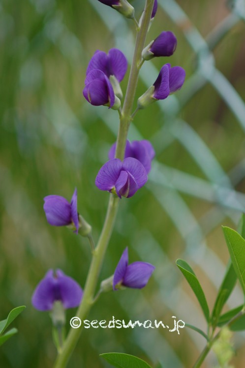 baptisia_australis_20150505