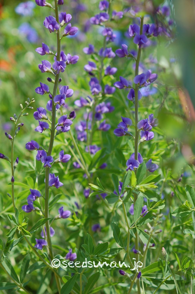 baptisia_australis_20150515_1