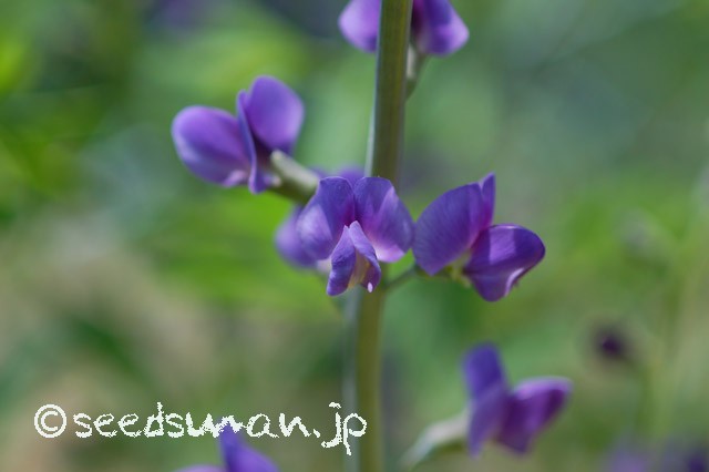 baptisia_australis_20150515_2