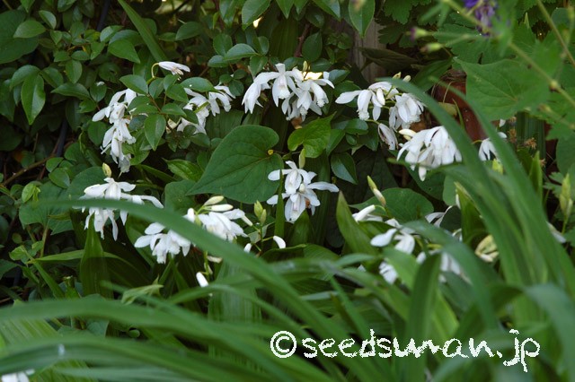 bletilla_striata_20150506