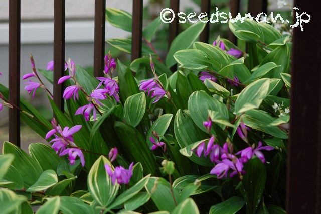 bletilla_striata_20150508
