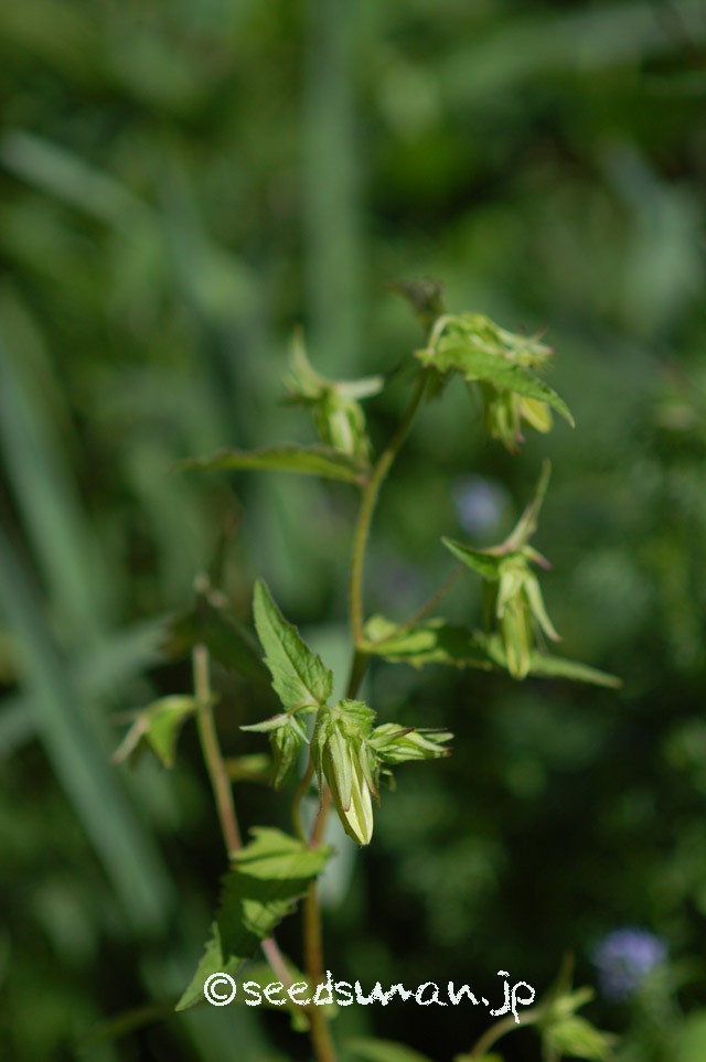 campanula_punctata_chinensis_20150506