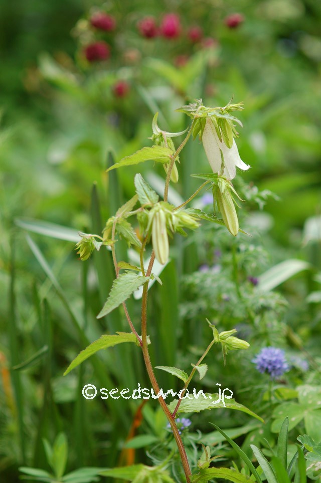 campanula_punctata_chinensis_20150508