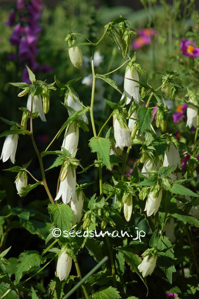 campanula_punctata_chinensis_20150514