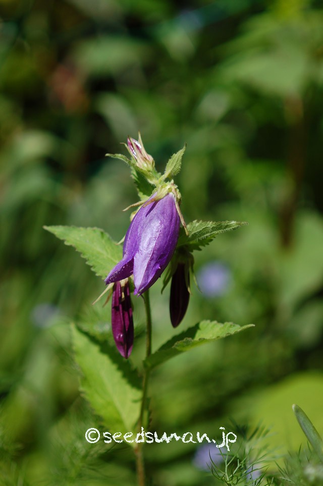 campanula_x_samarkandensis_20150514